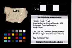 Foto (Objekt + Etikett) von Cracensigillatus acutirostrus (Moericke, 1889)  (NHMW-GEO-1990-0041-2658)